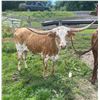 Image 4 : Albanese Longhorns-Cazenovia, NY LOT OF 4