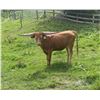 Image 5 : Albanese Longhorns-Cazenovia, NY LOT OF 4