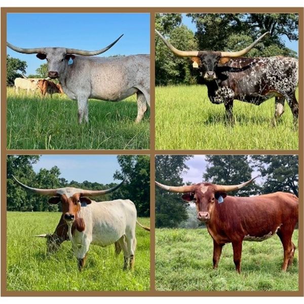 Dauntless Longhorns New Braunfels LOT OF 4