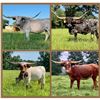 Image 1 : Dauntless Longhorns New Braunfels LOT OF 4