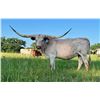 Image 2 : Dauntless Longhorns New Braunfels LOT OF 4