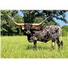 Image 3 : Dauntless Longhorns New Braunfels LOT OF 4