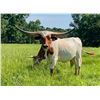 Image 4 : Dauntless Longhorns New Braunfels LOT OF 4