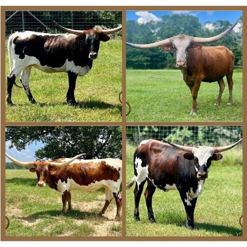 Circle Double J Ranch-Edgewood, TX LOT OF 4