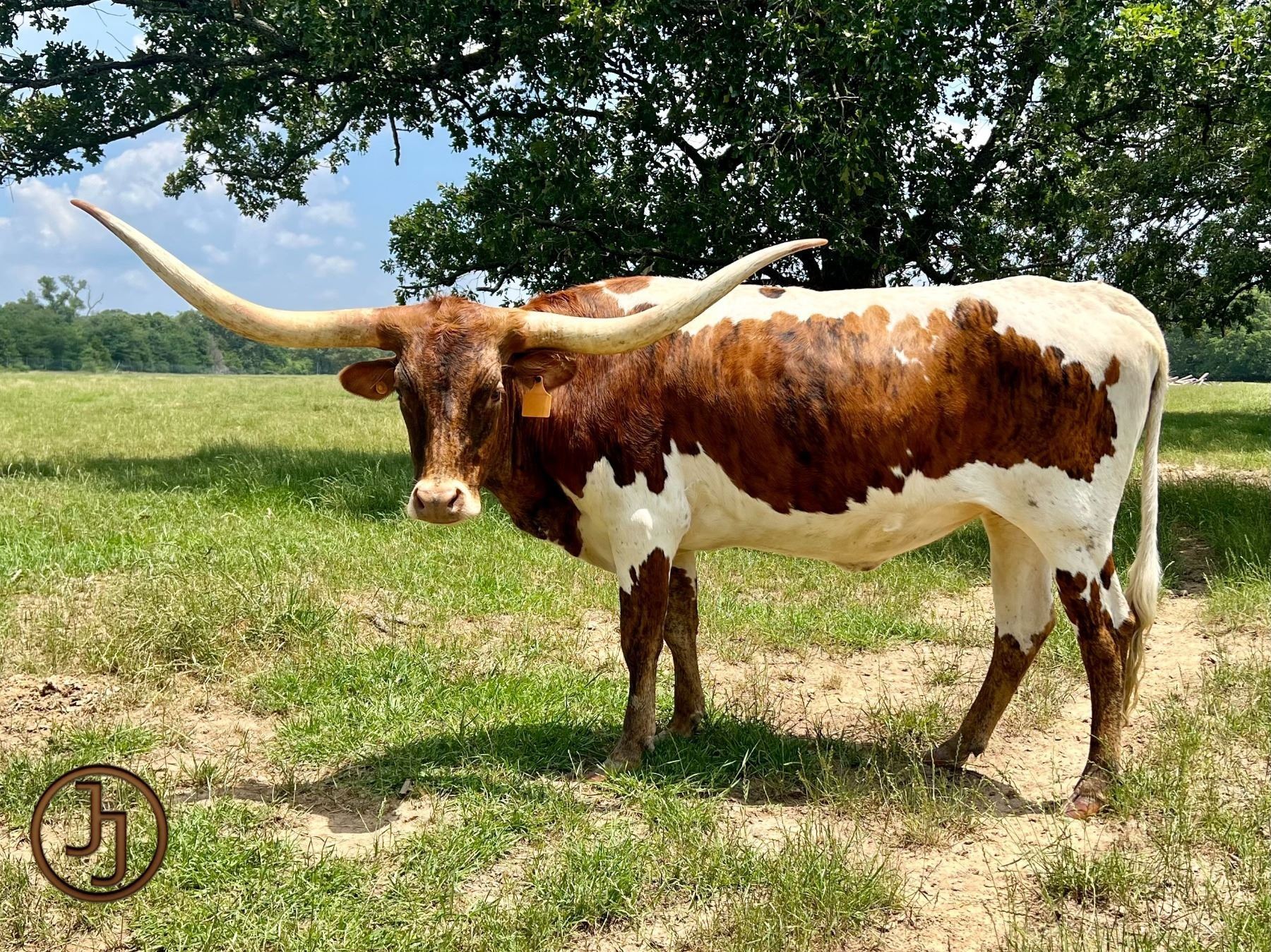 Circle Double J Ranch-Edgewood, TX LOT OF 4