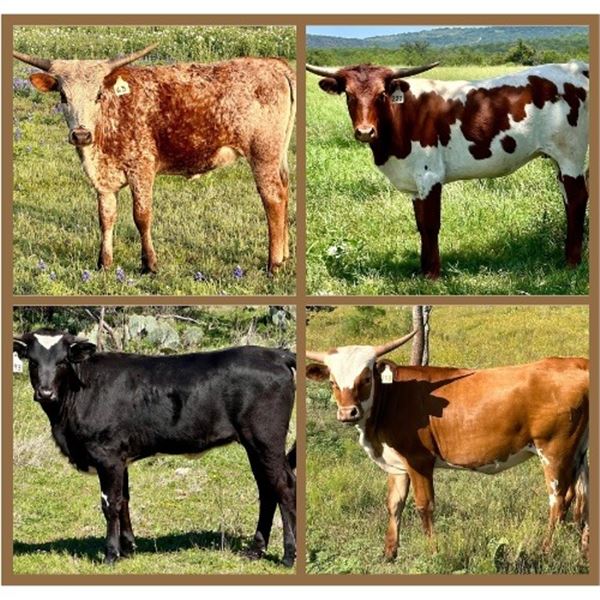 LM Longhorns-Llano, TX LOT OF 4