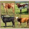 Image 1 : LM Longhorns-Llano, TX LOT OF 4