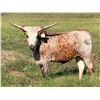 Image 2 : LM Longhorns-Llano, TX LOT OF 4