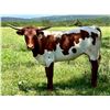 Image 3 : LM Longhorns-Llano, TX LOT OF 4