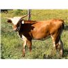 Image 5 : LM Longhorns-Llano, TX LOT OF 4