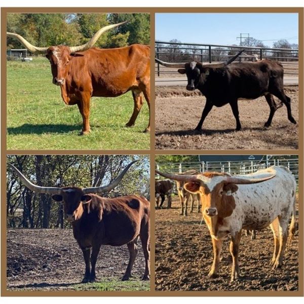 LaPoint Longhorn Ranch-Charolette, MI LOT OF 4