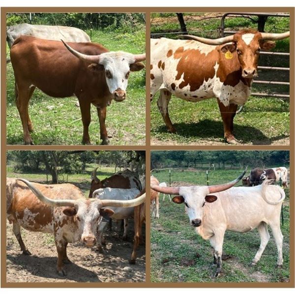 Why Am I Cattle Company-LaFayette, NY LOT OF 4