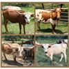 Image 1 : Why Am I Cattle Company-LaFayette, NY LOT OF 4
