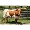 Image 3 : Why Am I Cattle Company-LaFayette, NY LOT OF 4