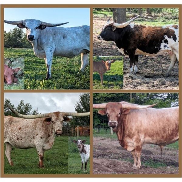 Hicks Texas Longhorns-Dowling, MI LOT OF 4