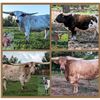 Image 1 : Hicks Texas Longhorns-Dowling, MI LOT OF 4