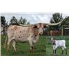 Image 4 : Hicks Texas Longhorns-Dowling, MI LOT OF 4