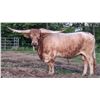 Image 5 : Hicks Texas Longhorns-Dowling, MI LOT OF 4
