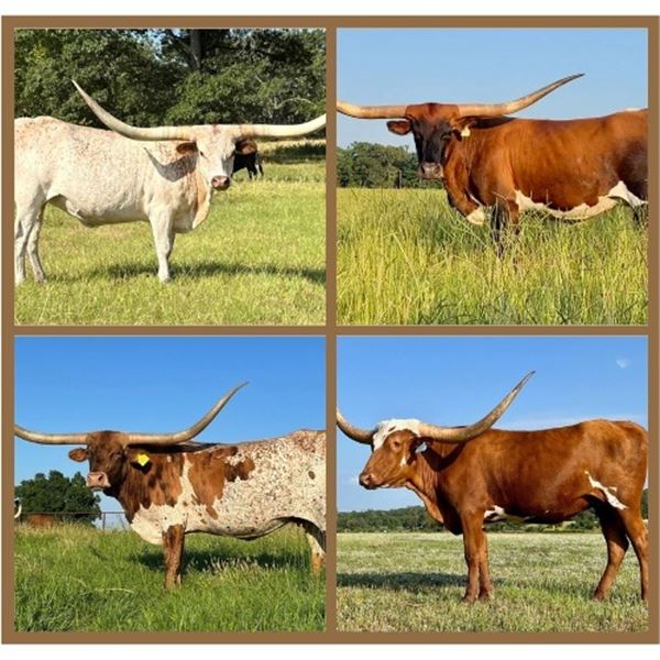 Dauntless Longhorns-New Braunfels,TX LOT OF 4
