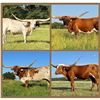 Image 1 : Dauntless Longhorns-New Braunfels,TX LOT OF 4