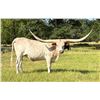 Image 2 : Dauntless Longhorns-New Braunfels,TX LOT OF 4