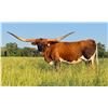 Image 3 : Dauntless Longhorns-New Braunfels,TX LOT OF 4
