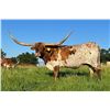 Image 4 : Dauntless Longhorns-New Braunfels,TX LOT OF 4