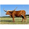 Image 5 : Dauntless Longhorns-New Braunfels,TX LOT OF 4