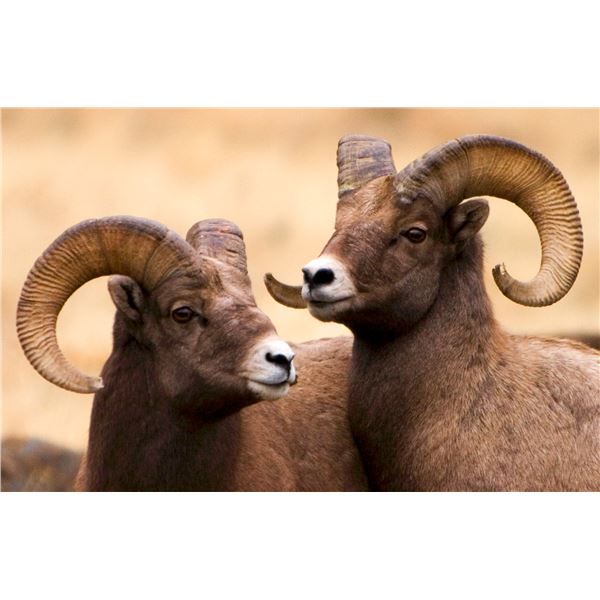 "The Boys" 6' X 4' Tile Art