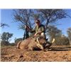 Image 6 : 3-DAY IMPALA, WARTHOG, BABOON & DUIKER HUNT FOR 1 HUNTER IN SOUTH AFRICA WITH CHASSEURS DE MOCAMBIQU
