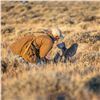 2-DAY/2-NIGHT UPLAND BIRD HUNT WTH LICENSED FALCONER FOR TWO HUNTERS