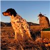 Image 2 : 2-DAY/2-NIGHT UPLAND BIRD HUNT WTH LICENSED FALCONER FOR TWO HUNTERS