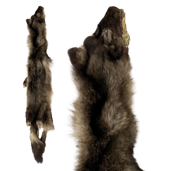 WOLF HIDE