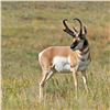 Image 2 : 2025 OREGON SPECIAL PRONGHORN ANTELOPE AUCTION TAG