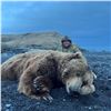 Image 2 : ALASKA UNIMAK ISLAND BROWN BEAR GOVERNOR’S PERMIT