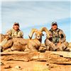 Image 2 : NAVAJO NATION DESERT BIGHORN