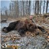 Image 2 : 12 - DAY SPRING KODIAK ISLAND BROWN BEAR HUNT FOR 1 HUNTER