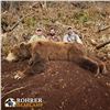 Image 3 : 12 - DAY SPRING KODIAK ISLAND BROWN BEAR HUNT FOR 1 HUNTER