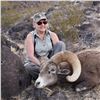 Image 2 : CALIFORNIA DESERT BIGHORN SHEEP (Open-Zone Tag)