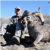 Image 3 : CALIFORNIA DESERT BIGHORN SHEEP (Open-Zone Tag)
