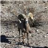 Image 4 : CALIFORNIA DESERT BIGHORN SHEEP (Open-Zone Tag)
