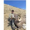 Image 8 : STATE OF WASHINGTON CALIFORNIA BIGHORN SHEEP