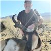 Image 2 : STATE OF NEVADA PRONGHORN TAG