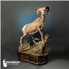 Image 2 : LIFE-SIZE WILD SHEEP MOUNT W/HABITAT