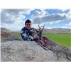 Image 2 : 4-DAY IBERIAN ROE DEER HUNT FOR 2 HUNTERS AND 2 NON-HUNTERS