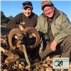 Image 2 : 3- DAY IBERIAN MOUFLON HUNT FOR 2 HUNTERS (Trophy fee for 2 Iberian mouflon included)