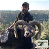 Image 3 : 3- DAY IBERIAN MOUFLON HUNT FOR 2 HUNTERS (Trophy fee for 2 Iberian mouflon included)