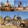Image 2 : 5 - DAY HUNT FOR RED HARTEBEEST, BLUE WILDEBEEST, ZEBRA, BLESBUCK, WARTHOG & IMPALA FOR 3 HUNTERS (T