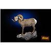 Image 2 : LIFE-SIZE NORTH AMERICAN SHEEP MOUNT