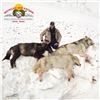 Image 2 : 10-DAY SPRING GRIZZLY BEAR & WOLF HUNT FOR 1 HUNTER